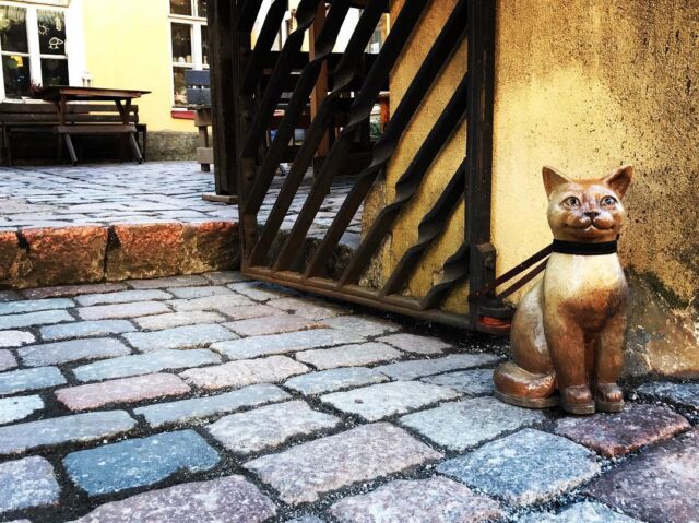 "Cat waiting his owner" #blacklynxstuudio #photooftheday #random #cat #estonia #oldtown
